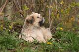 LHASSA APSO 254